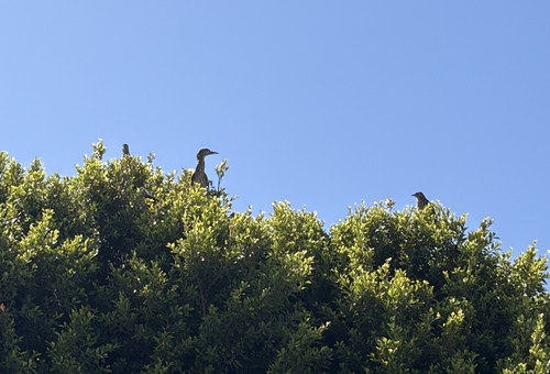 iNaturalist image