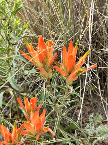 Wholeleaf Paintbrush