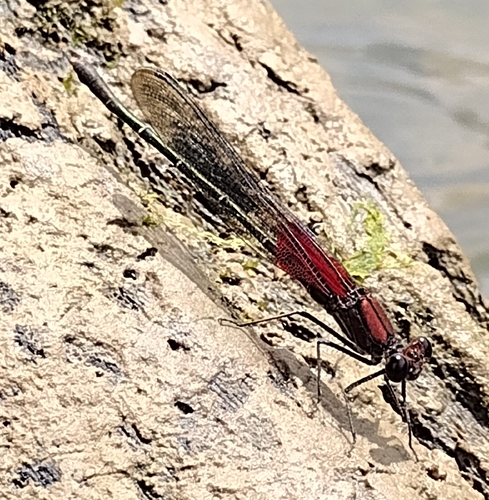 American Rubyspot