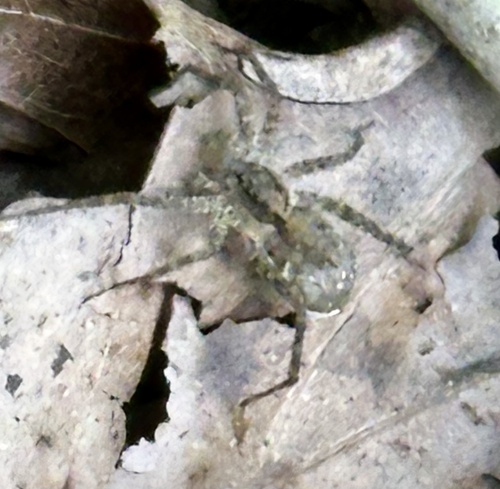 Thin-legged Wolf Spiders