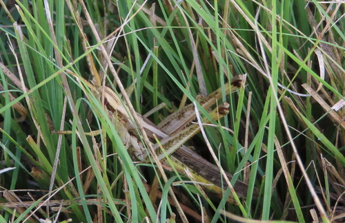 Two-striped Mermiria
