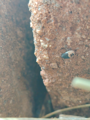 Two-lined Burrowing Bug