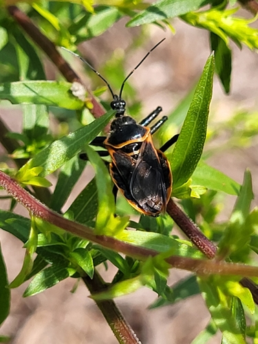 Eastern Bee Assassin