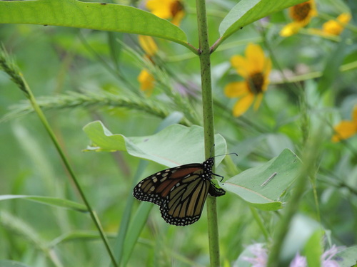 Danaus plexippus