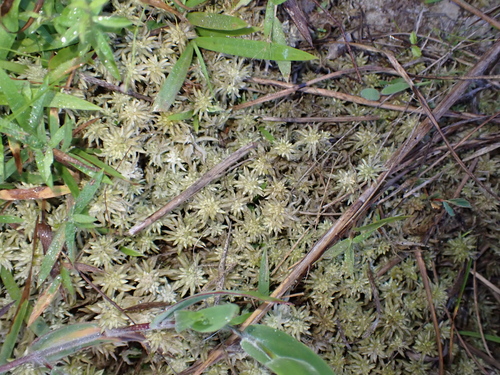 Sphagnum lescurii observed 2026-07-22