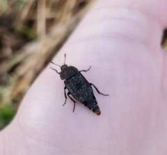 Thanatophilus lapponicus