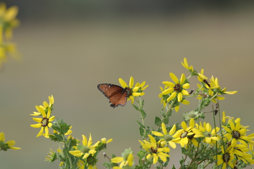 Danaus gilippus