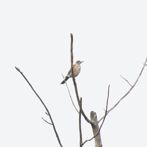 American Robin