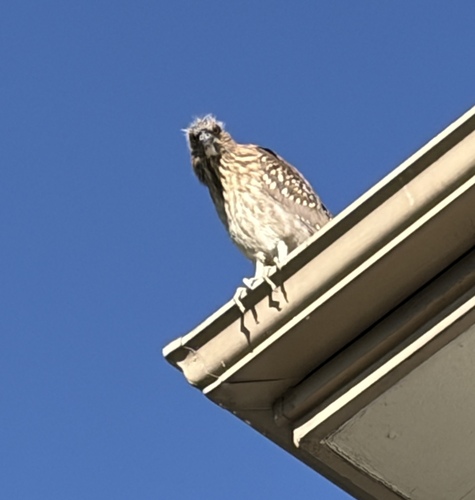 iNaturalist image