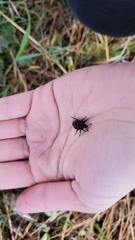 Thanatophilus lapponicus