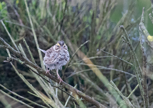 Savannah Sparrow