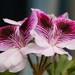 Regal Pelargonium - Photo (c) Steve King, some rights reserved (CC BY-NC), uploaded by Steve King