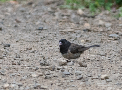Dark-eyed Junco
