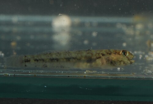 Seaboard goby (Gobiosoma ginsburgi) — Gobiidae — 3