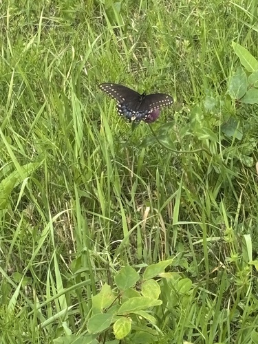 Black Swallowtail