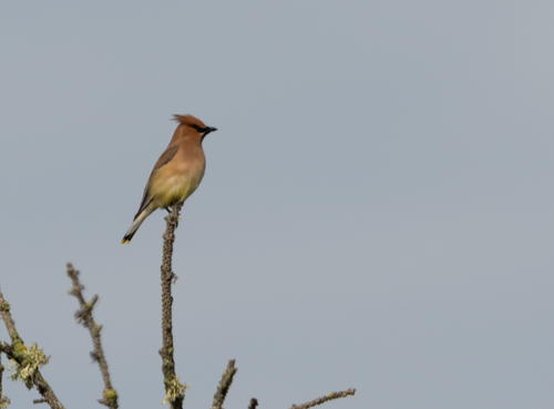Cedar Waxwing