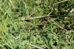 Cyperus rigidifolius
