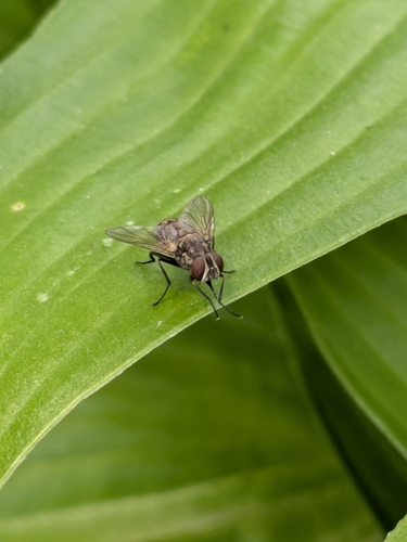 Stable Fly