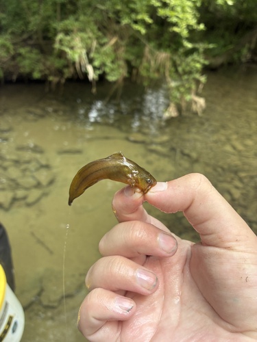 Tadpole Madtom