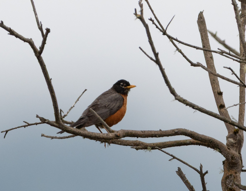 American Robin