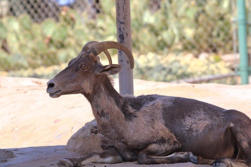 Borrego cimarrón