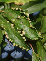 Eriophyes prunispinosae