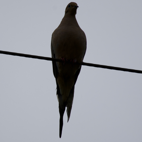 Mourning Dove