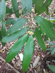 Bouea oppositifolia