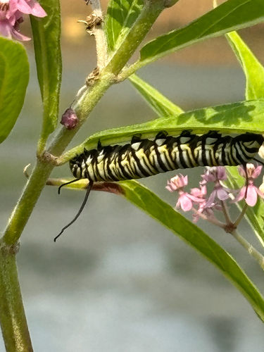 Monarch