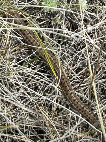 Western Terrestrial Garter Snake
