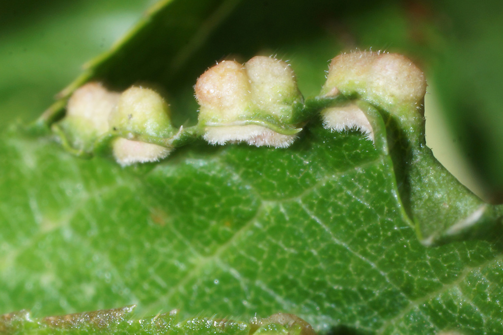 Eriophyes prunispinosae