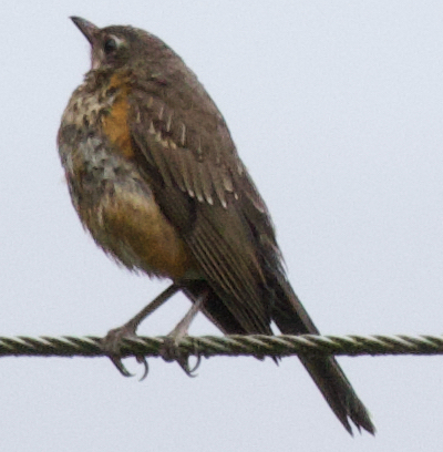 American Robin