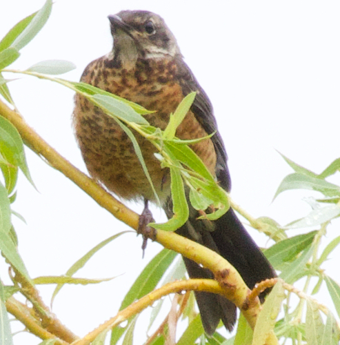 American Robin