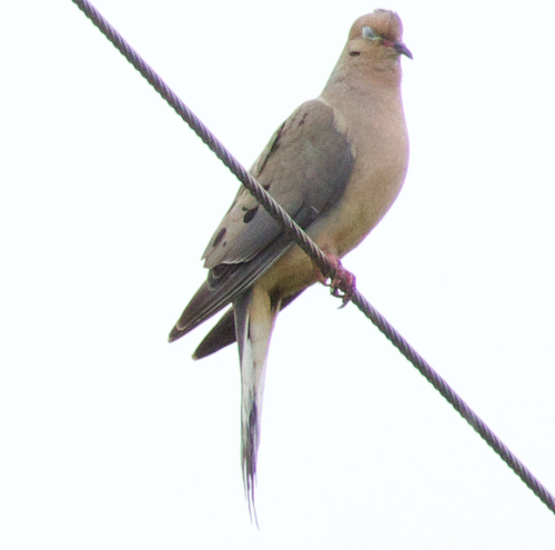 Mourning Dove
