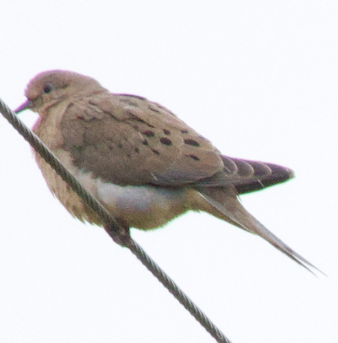 Mourning Dove