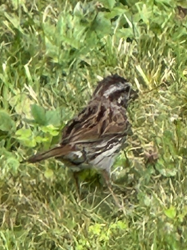 Song Sparrow