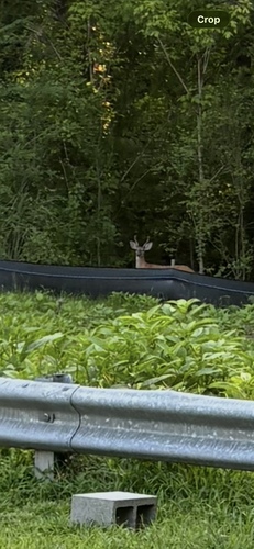 White-tailed Deer