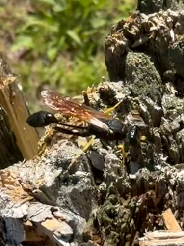 Yellow-legged Mud-dauber Wasp