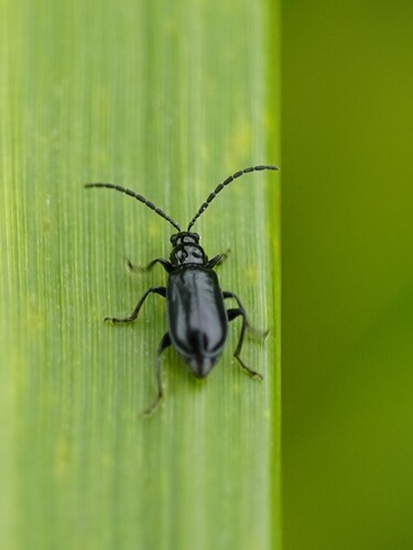 Diabrotica cristata