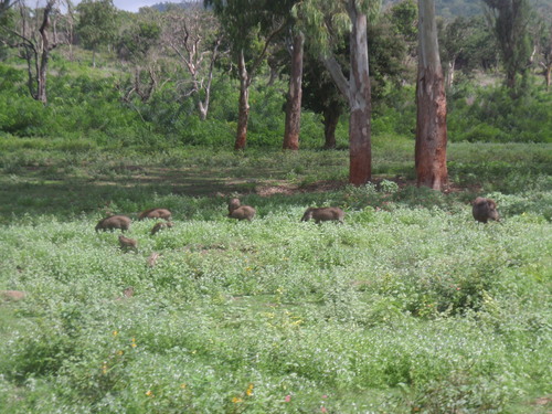Wild Boar