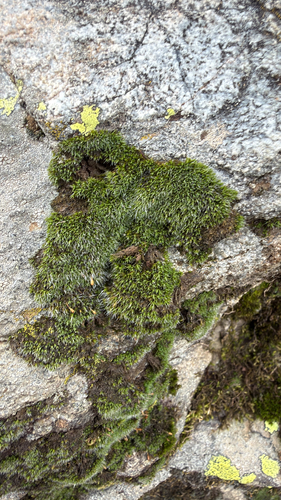 Grey-cushioned Grimmia