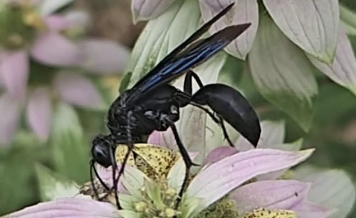 Great Black Digger Wasp