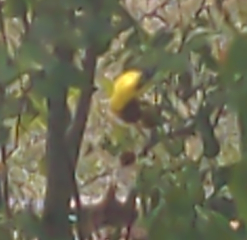 American Goldfinch