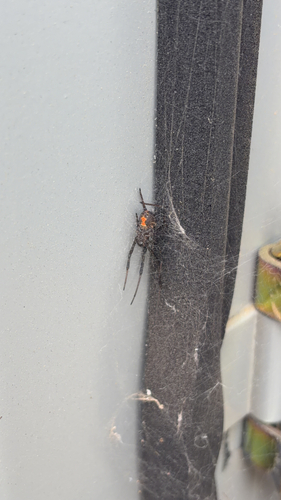 Western Black Widow