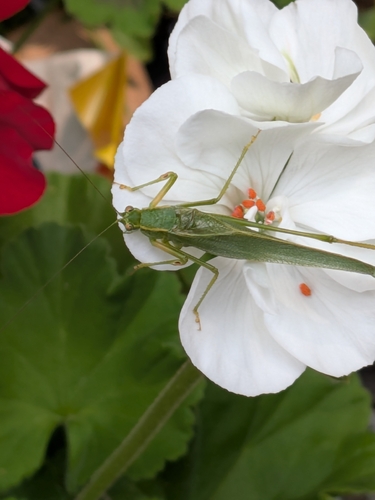 Northern Bush Katydid