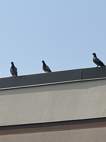Feral Pigeon