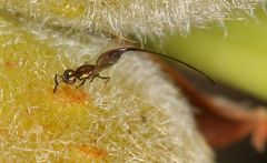 Sycoryctes hirtus