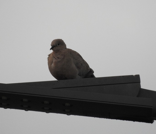 Eurasian Collared-Dove