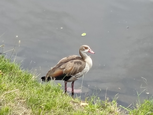 iNaturalist image