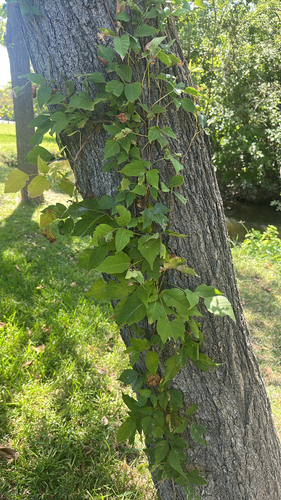 eastern poison ivy